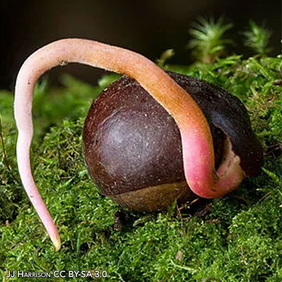 Reflections and Radicles