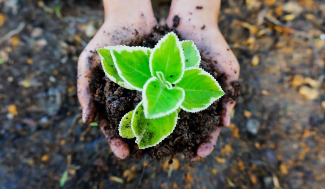 Nurturing Radicles and Growing a Local Living Economy