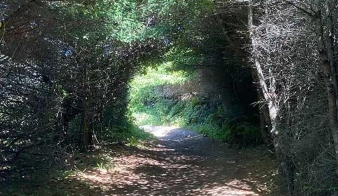 Psychedelic Medicine Changes Many Things