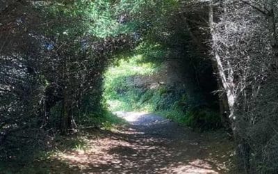 Psychedelic Medicine Changes Many Things