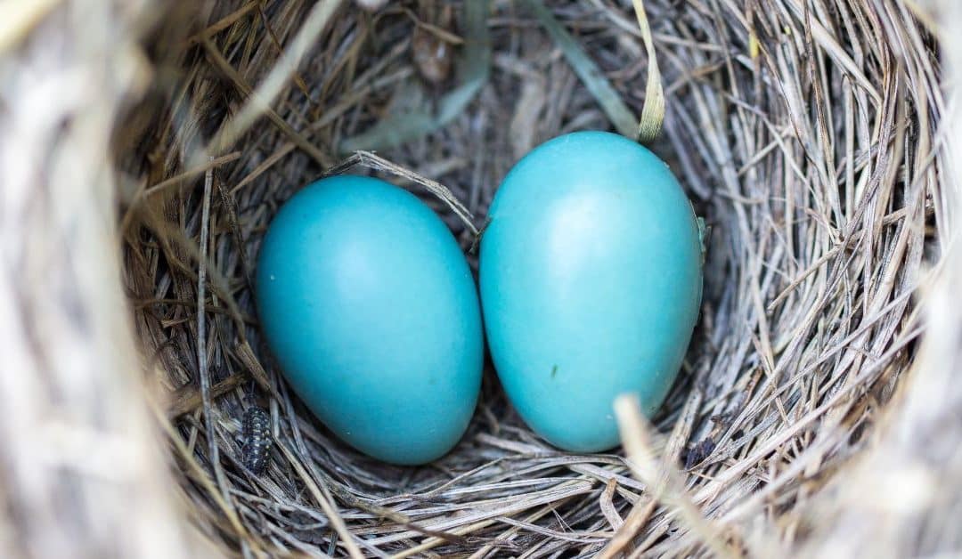 Reconnecting with Life