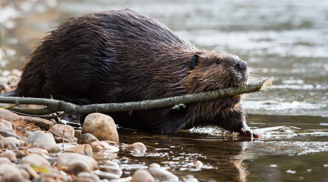 Rewilding Human-Made Systems