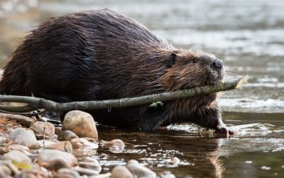 Rewilding Human-Made Systems