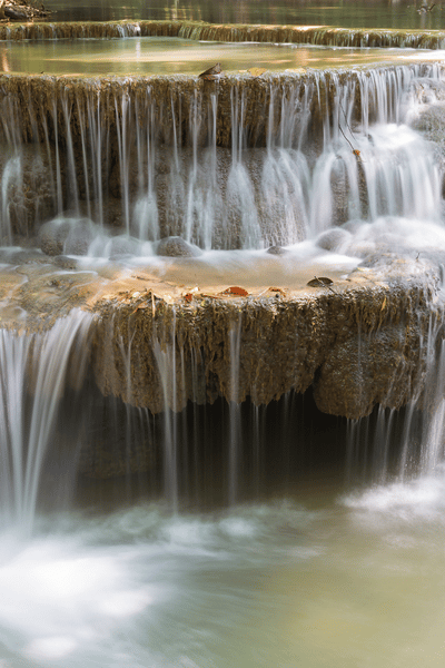 4 murmuration of birds