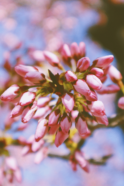 image of buds on a tree
