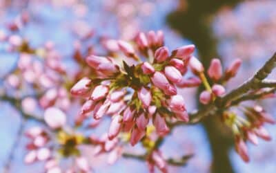 PRATI’s Evolution – Expanding Our Training Offerings & Elevating Our Mission