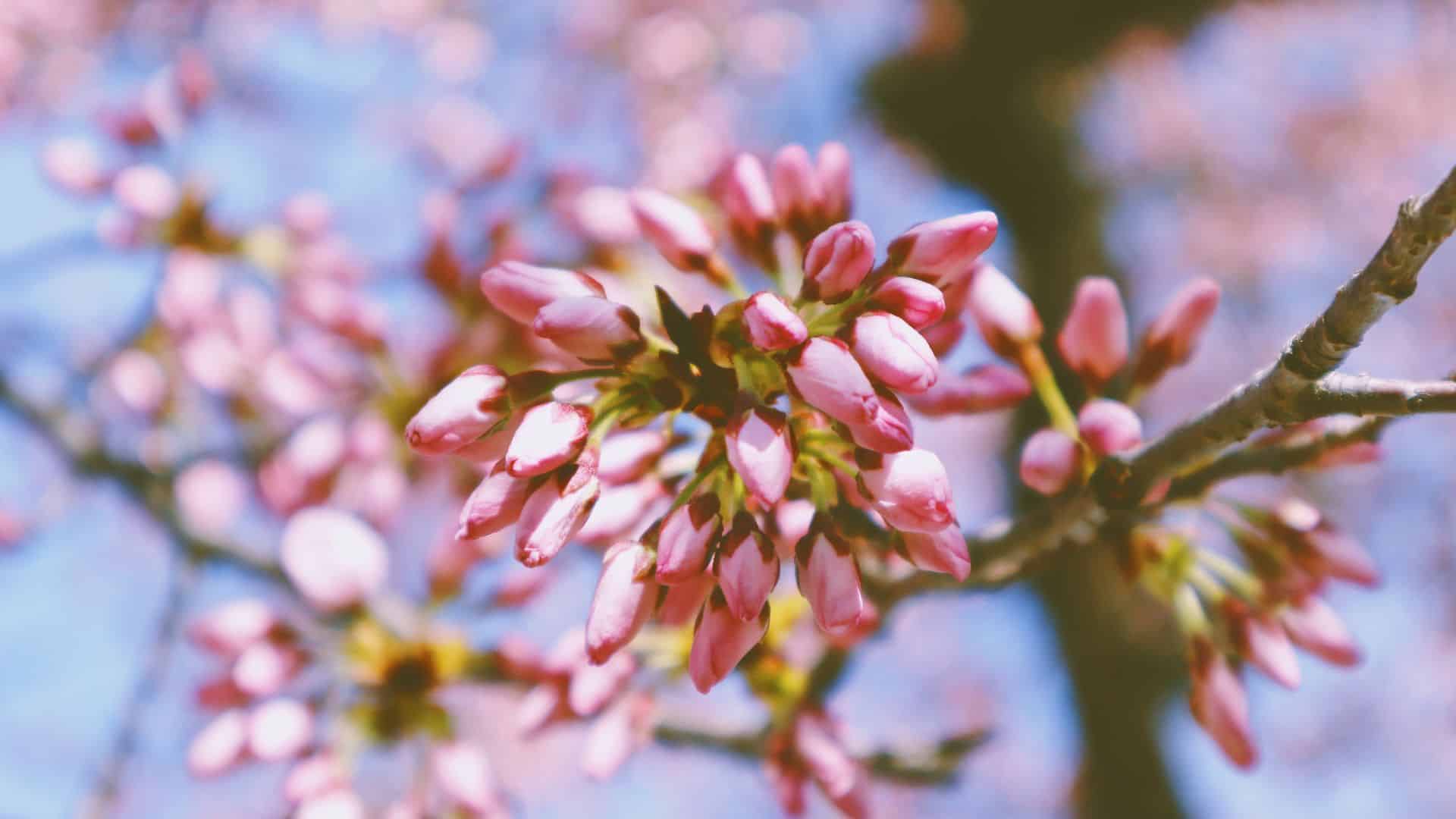 1 pink buds on a tree beginning to blossom