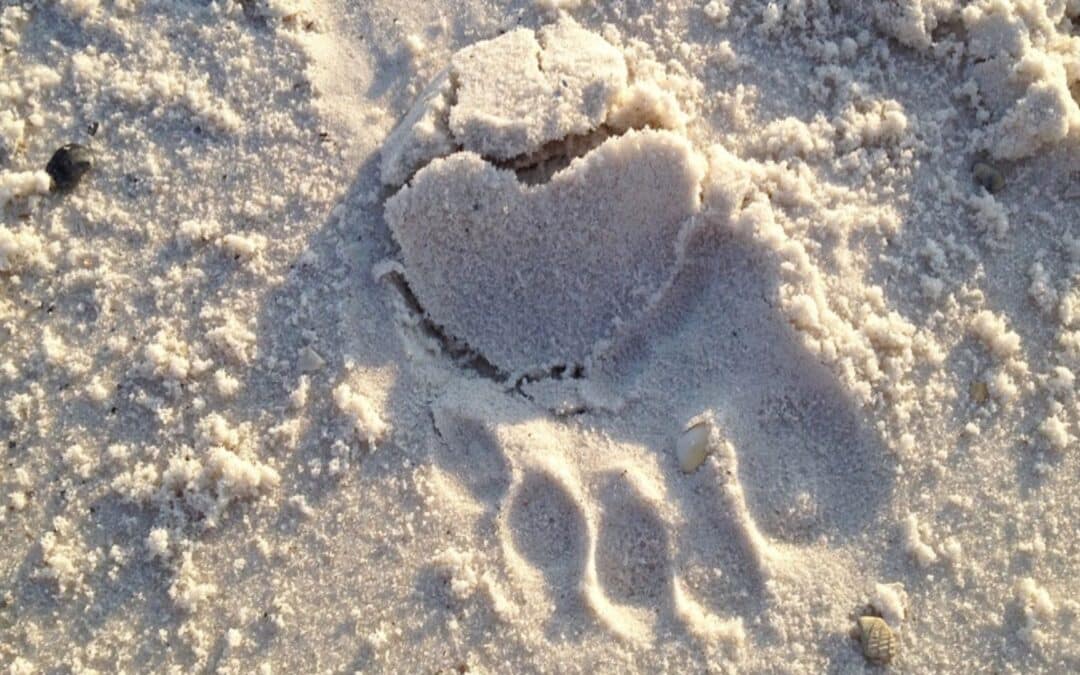 Tony Rooney – Art & Integration Feature