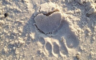 Tony Rooney – Art & Integration Feature