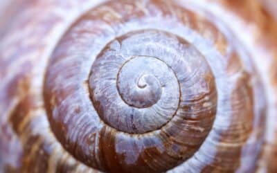 Psicoterapia Asistida Con Ketamina Versus Terapia de Infusión de Ketamina