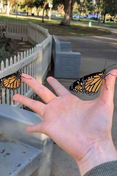 3 hand with two monarch butterflies perched on the fingers