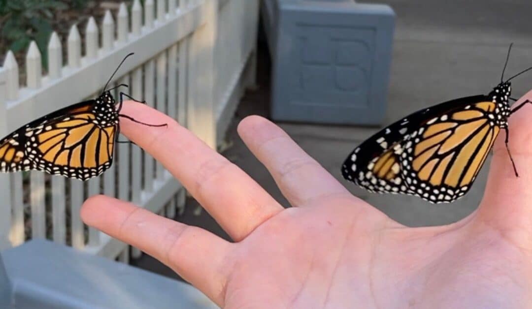 Butterfly Effect: A Story of Monarch Butterflies and Nature Connection