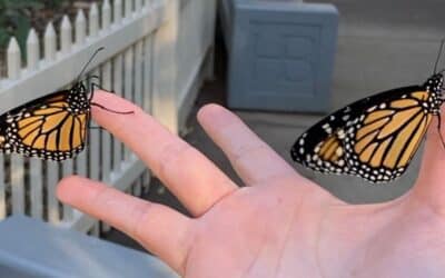 Butterfly Effect: A Story of Monarch Butterflies and Nature Connection