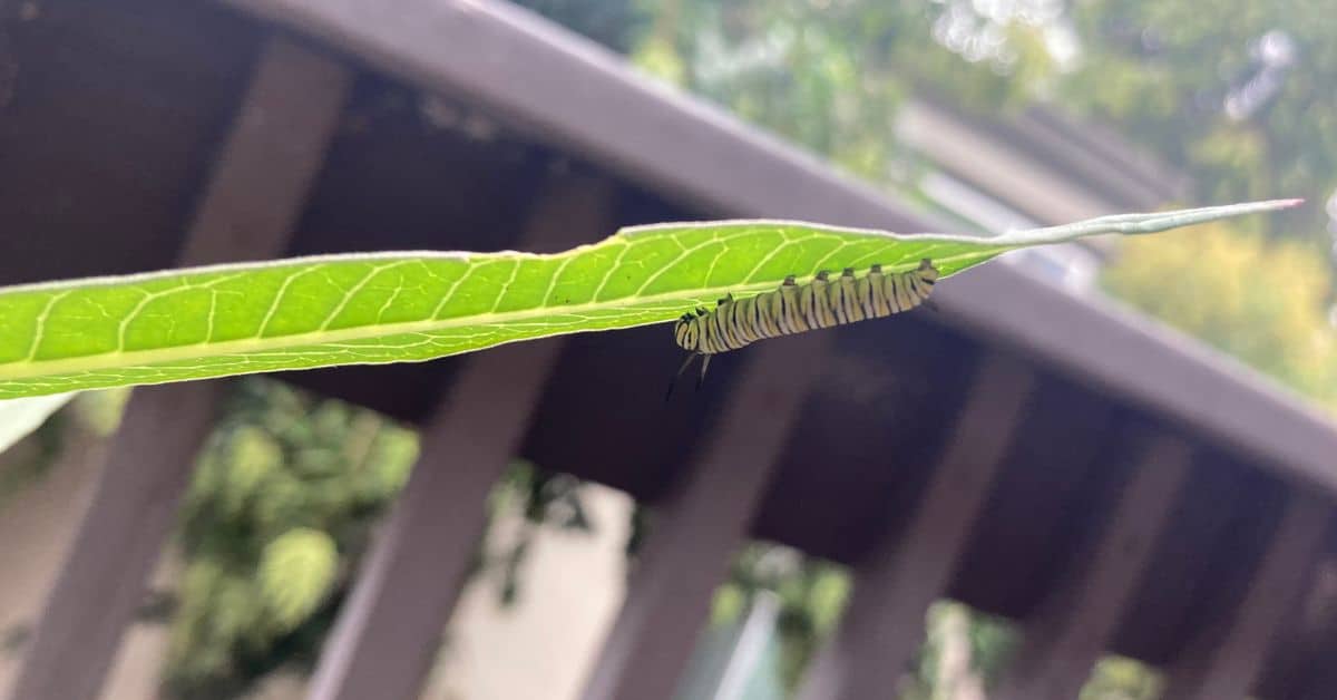 caterpillar on a leaf
