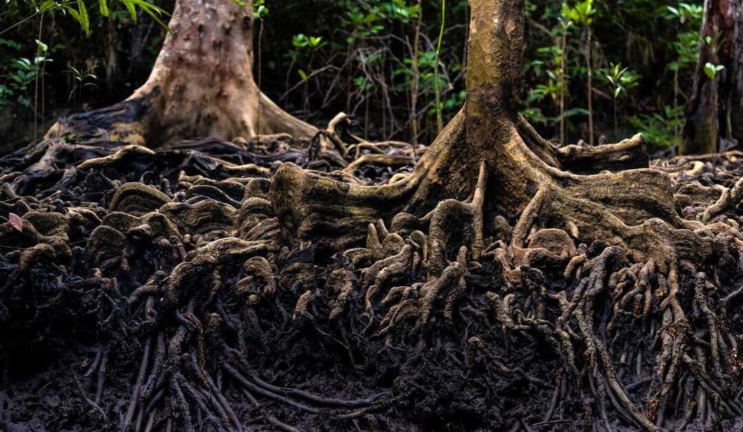 For Us – Art & Integration Feature