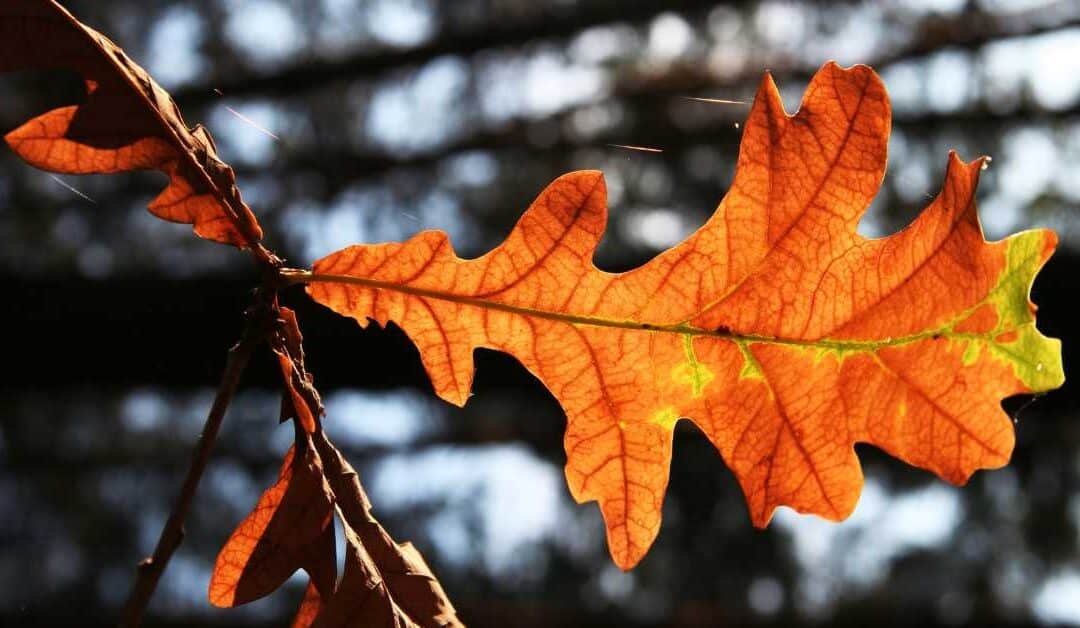 The Aliveness Around Us