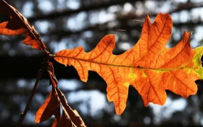 The Aliveness Around Us