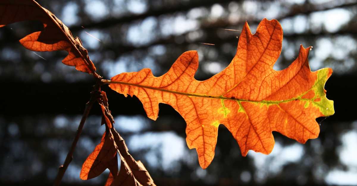 Nov 2023 – Email Newsletter – Blog Hero Images (3) oak leaf that is orange in fall