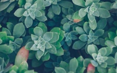 Introducing: PRATI Foundations in Psychedelic Medicine